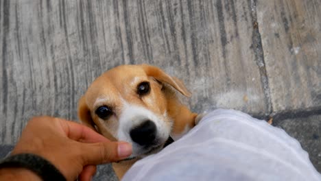 beagle begging for food