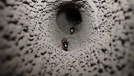 hormigas en un túnel