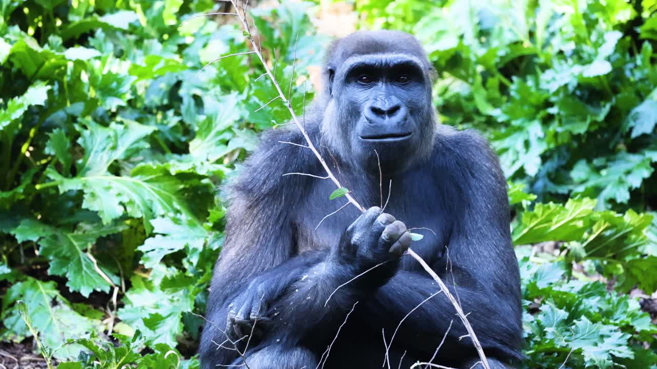 Gorilla che mangia un ramo in una vegetazione lussureggiante