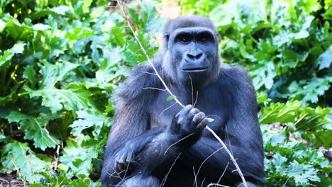 gorilla eating a branch in lush greenery