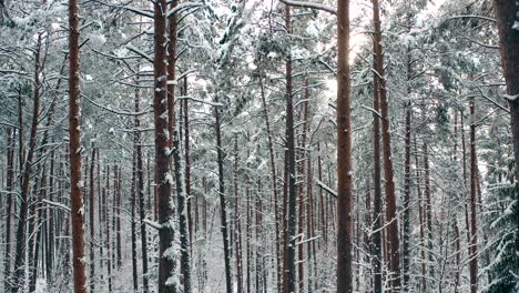 winter forest sunshine snow-covered trees walk through the snowy forest towards sunrise