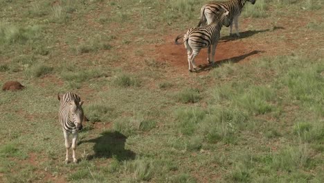 drone aerial footage of a zebra standing on wind swept grass savannah