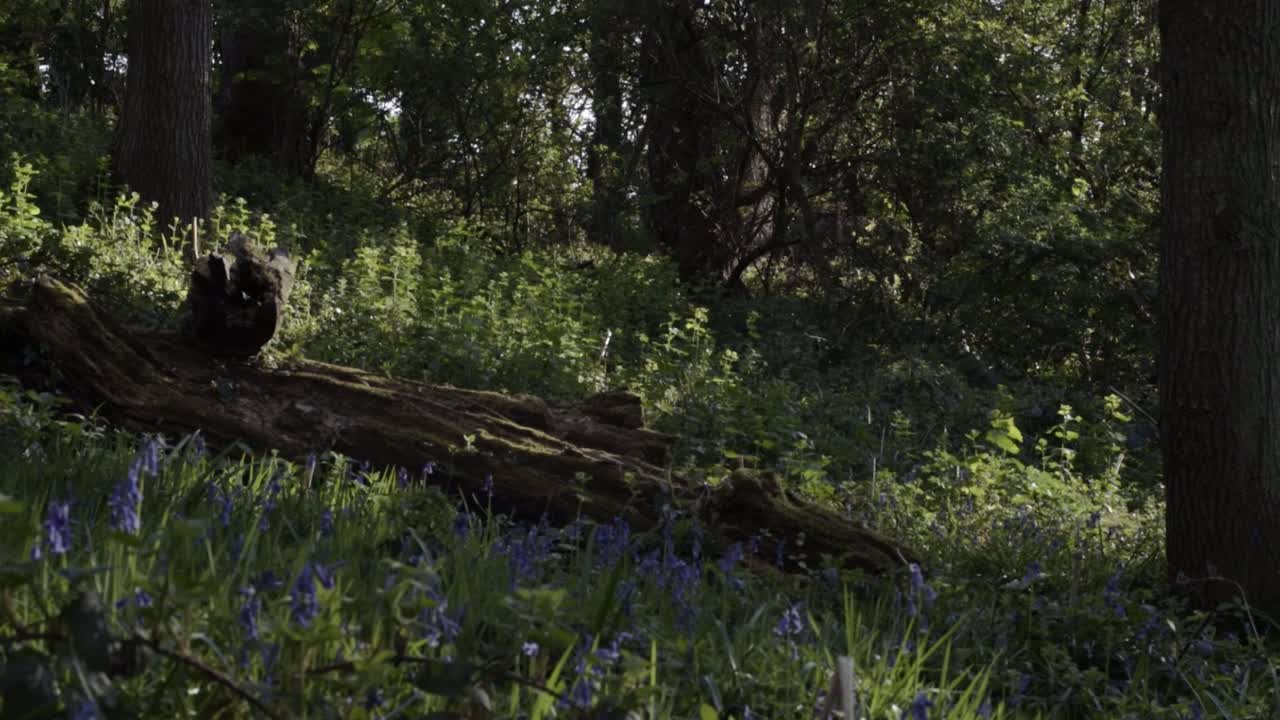 Fallen log in English woodland landscape with bluebell flowers wide panning shot