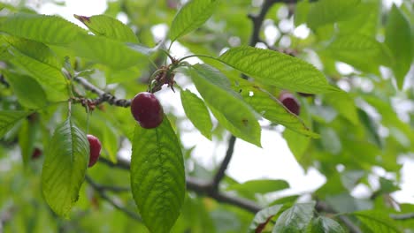 close-up of ripe cherries on a tree branch