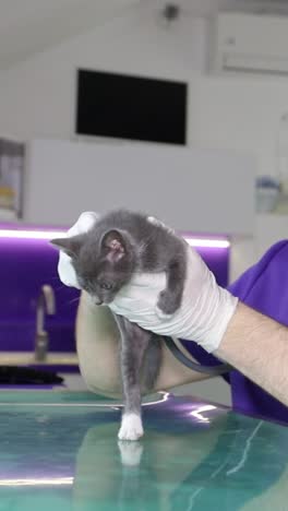 kitten exam at veterinary clinic