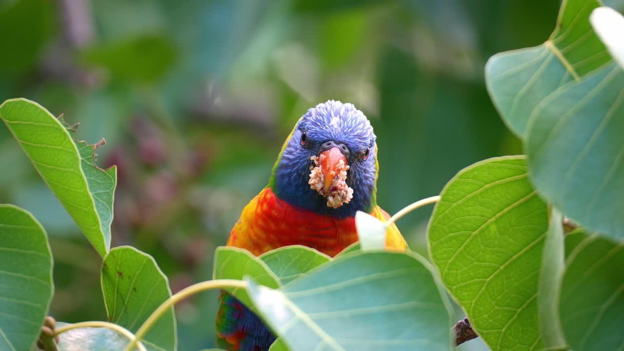 Close-up van een wilde regenbooglori (Trichoglossus moluccanus) te midden van het weelderige groen, met zijn snavel vol pulp terwijl hij zich voedt met een sappige vrucht