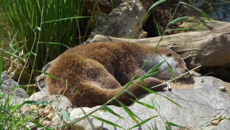 eurasian otter sleeps near river by reed and rotten tree trunks on sunny day