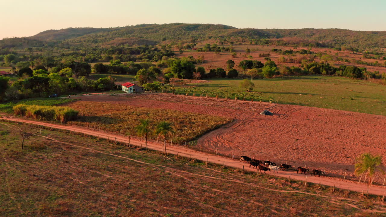 Vista aérea de uma fazenda no Brasil com vacas andando em uma estrada.