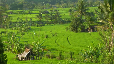 Una-Granja-De-Arroz-En-Terrazas-Cultiva-Campos-Verdes-8