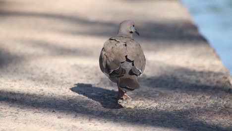 white-pigeon-making-mating-calls-while-standing-in-mossy-walls-near-river-and-drink-water-at-last