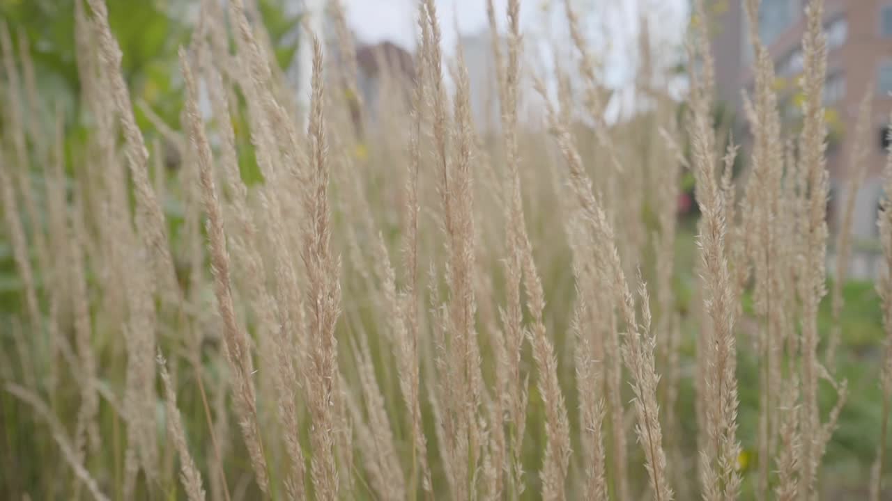 Floating through a patch of tall grass.