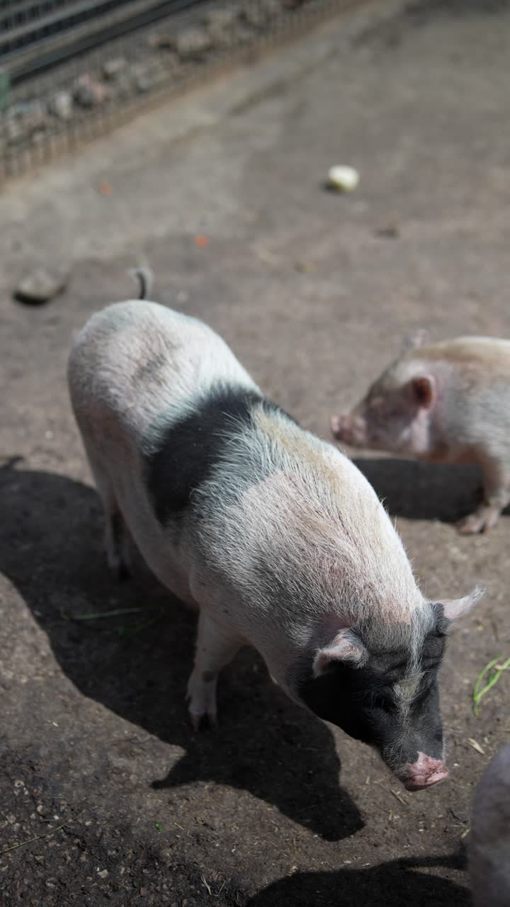 땅 위에 있는 작은 돼지