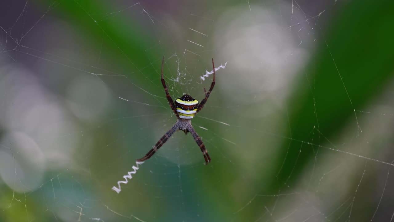 바람이 많은 숲은 이 거미를 그망으로 뛰게 합니다. - argiope keyserlingi orb-web spider, 태국