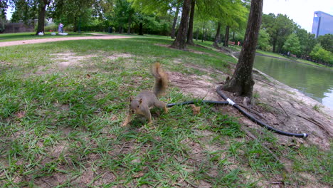 la ardilla en el parque se acerca a la cámara
