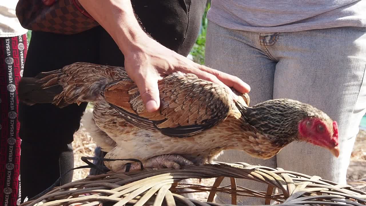 캄보디아 씨엠립 지역 주민들에게 가뭄에 강한 농업 기술과 닭 수정 및 예방 접종을 가르치고 있습니다.