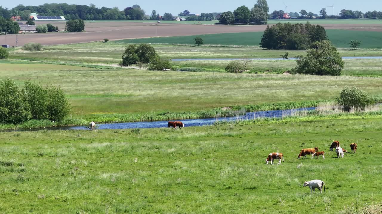 Farm Animals Feeding Near K&auml;vlinge River, Sweden - Wide Shot