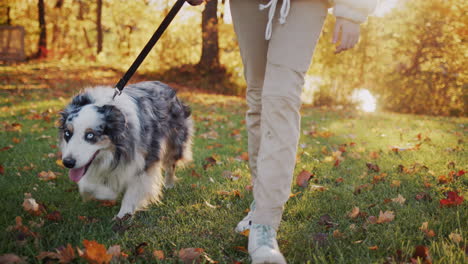 the owner walks with his dog, the pet walks next to him on a leash. steadicam follow shot