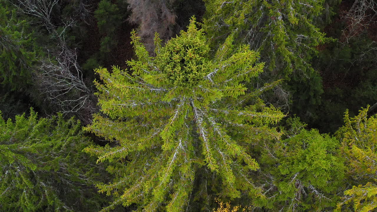 Drone video of a spruce broom rust infected tall spruce tree