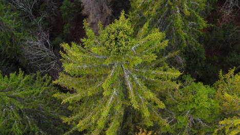 drone video of a spruce broom rust infected tall spruce tree