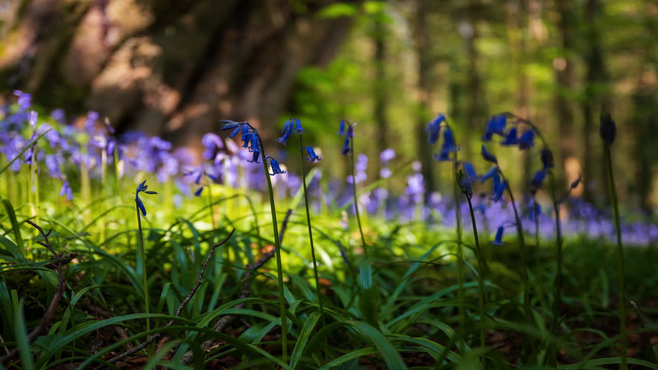 Time Lapse of Bluebells Forest during spring time in natural park in Ireland