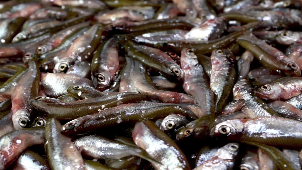 muchos peces pequeños anchoas, tyulka, espadín, mariscos de fondo alimentos crudos frescos.
