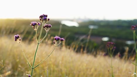 selective soft focus of wildflowers on dry grass in front of beautiful sunset, blowing in the wind, golden hour colors in the background, nature concept