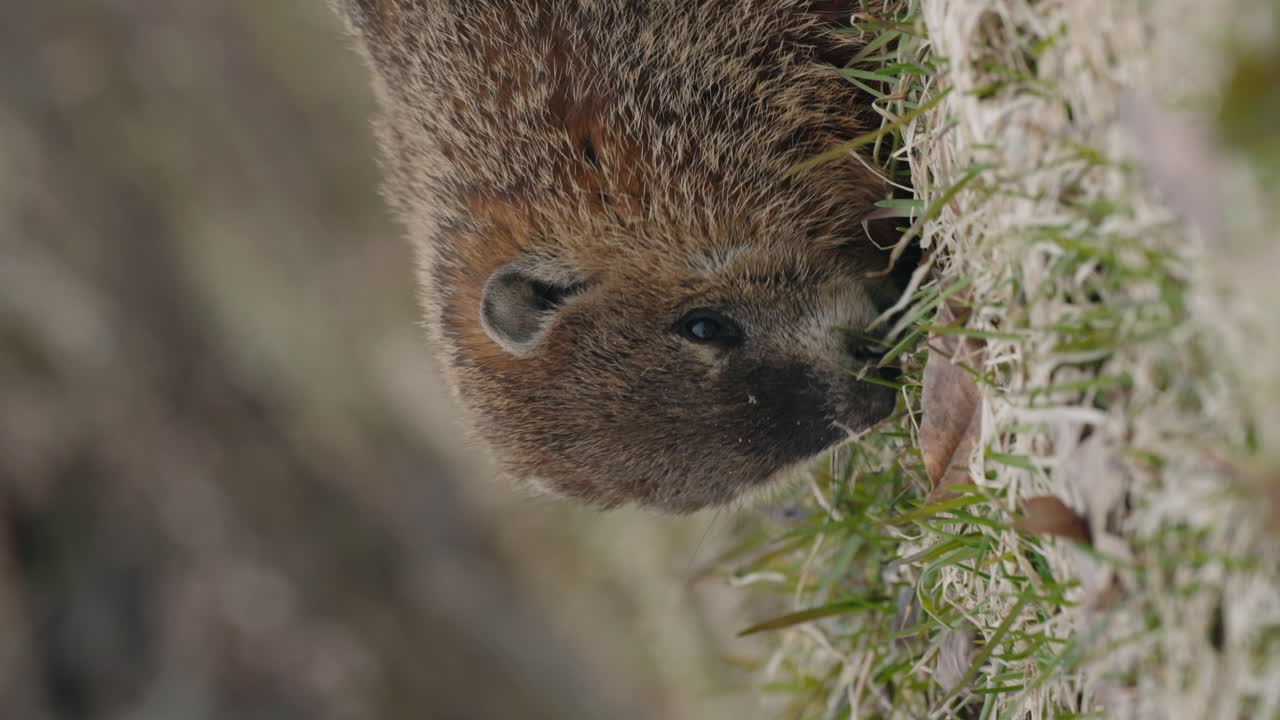 disparo vertical de marmota comiendo en el suelo