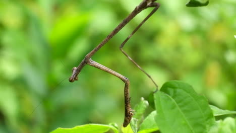 Praying-Mantis-On-Tree-With-Lush-Green-Foliage---Giant-Malaysian-Stick-Mantis