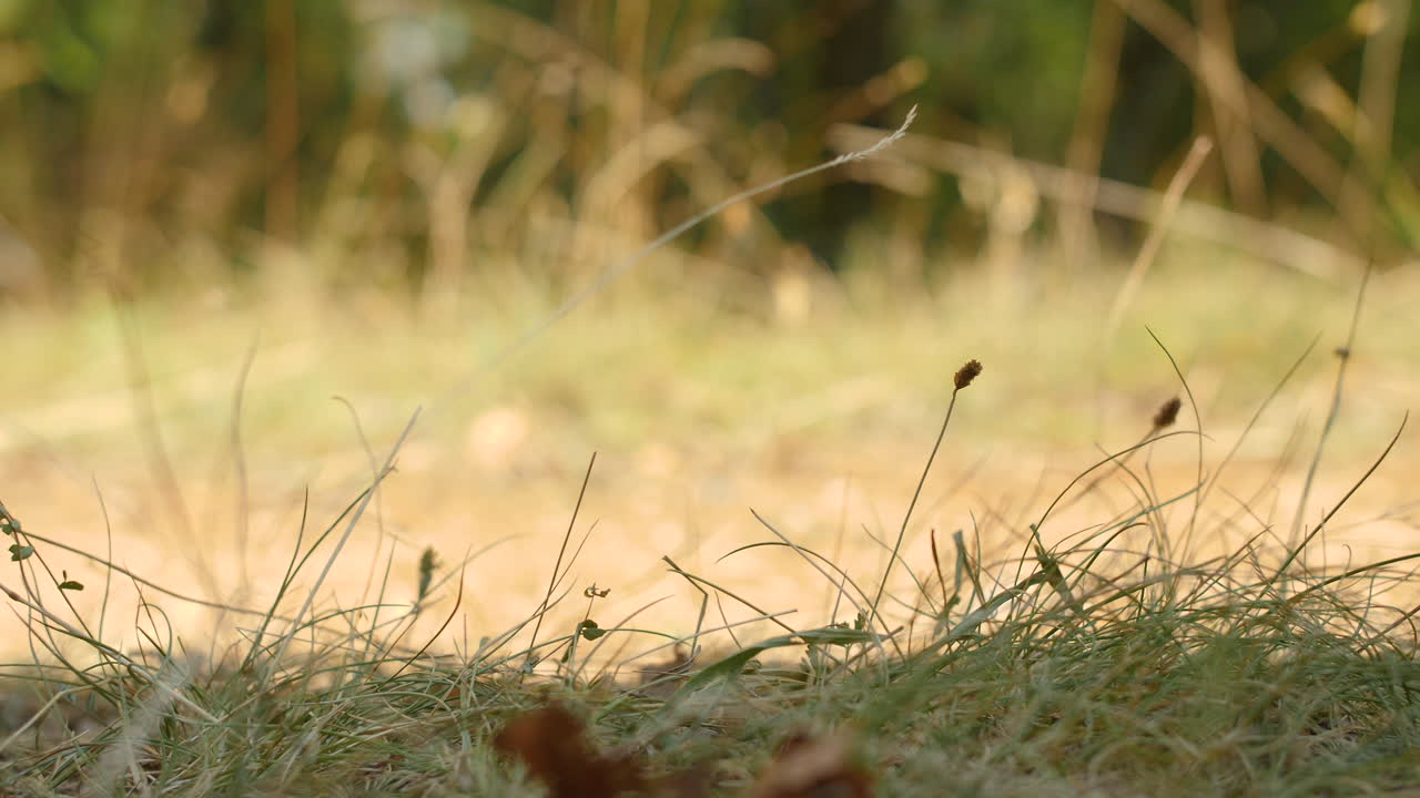 disparado cerca del suelo, en zapatos de senderista y palo. francia.