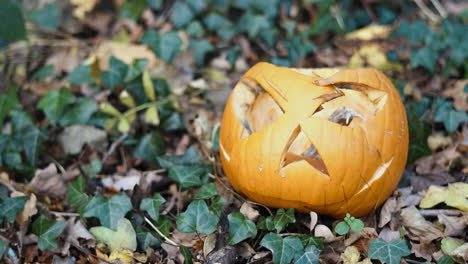 a decaying pumpkin on the forest floor