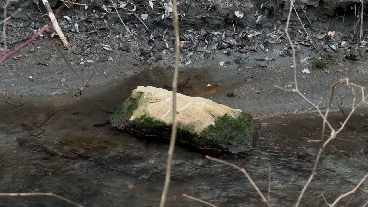 Moss-covered rock in a shallow stream pond Lake Walen shore nature