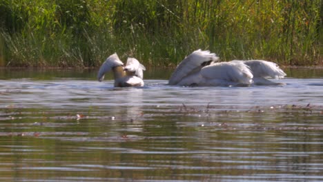 American-White-Pelican-in-the-Upper-Klamath-Canoe-Trail-viewed-from-a-kayak