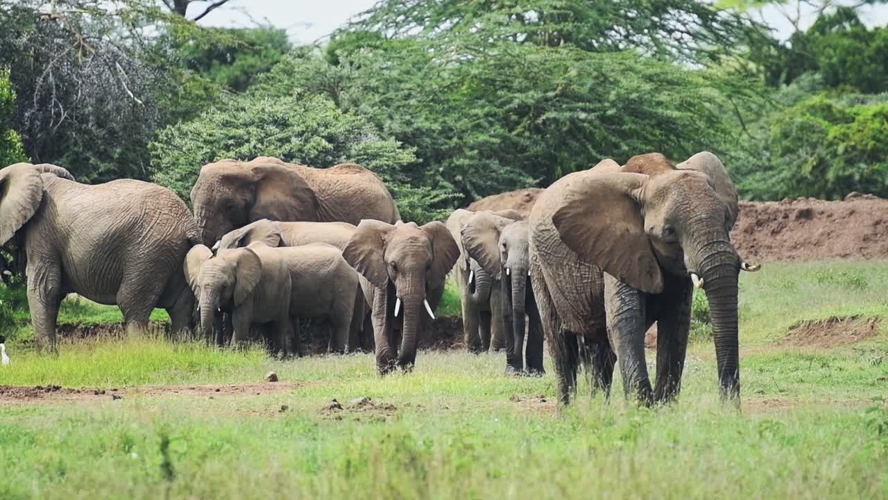 Wild male elephant protecting females and babies, in a grassland near the bush, Kenya, Africa