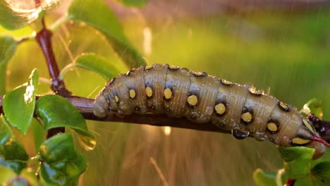 caterpillar bedstraw hawk moth crawls on a branch during the rain. caterpillar (hyles gallii) the bedstraw hawk-moth or galium sphinx, is a moth of the family sphingidae.