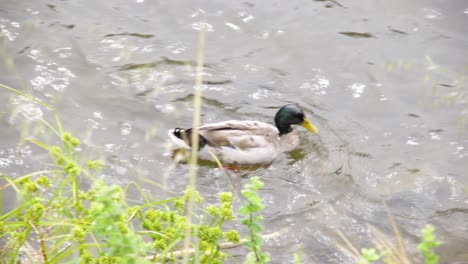 Los-Patos-Nadan-Con-Gracia-En-Las-Tranquilas-Aguas-Del-Río-Tajo,-Creando-Una-Escena-Encantadora-En-El-Puerto-De-Lisboa