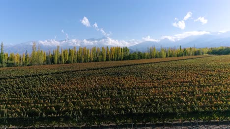 Flush-camera-view-of-a-colorful-vineyard-in-autumn-with-grove-and-mountains-in-the-background-at-sunset