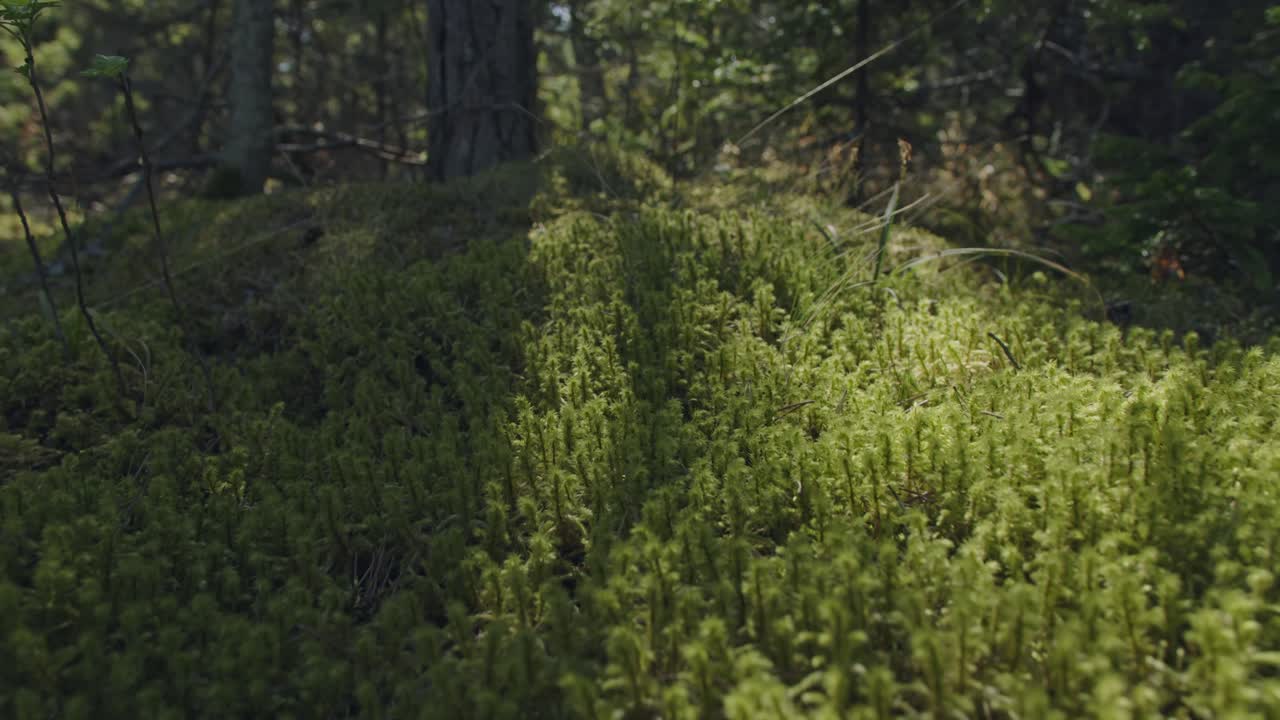 An immersive shot over a moss-covered forest floor in early morning sunlight, showcasing the pure, untouched beauty of nature's green carpet