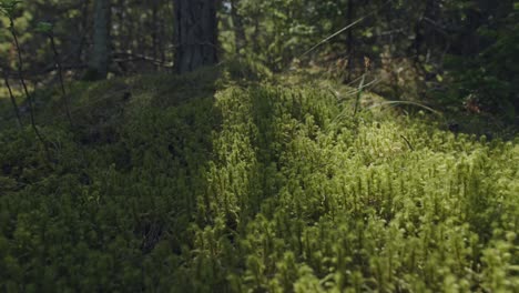 An immersive shot over a moss-covered forest floor in early morning sunlight, showcasing the pure, untouched beauty of nature&#039;s green carpet