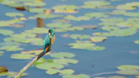 slow motion view of kingfisher in friesland netherlands perched over pond with lily pads in background as it stares out to water looking for food