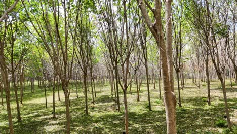 aerial view of trees in thailand plantation