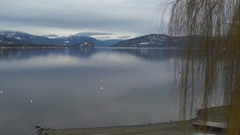 Amazing-rocky-mountains-reflecting-into-the-Shuswaplake-on-a-cloudy-day-with-a-yellow-colored-tree-on-the-foreground