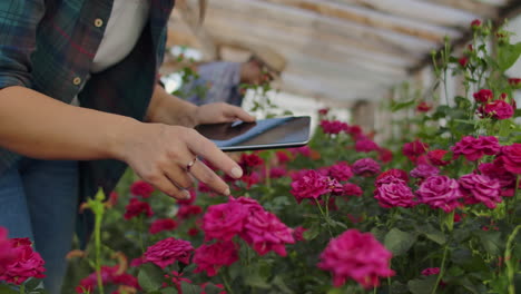 dos personas un hombre y una mujer con una tableta inspeccionan las flores en un invernadero en una plantación de rosas. cerca de las manos del florista.