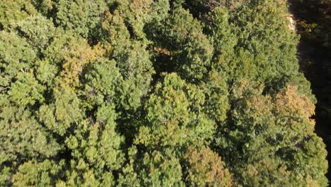 bosque naturaleza abejón aéreo 1