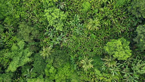 Sobrevuelo-Aéreo-En-Movimiento-Lento-De-La-Selva-Asiática-Vibrante-Con-Follaje-Exótico-Y-Denso-En-Baras,-Catanduanes