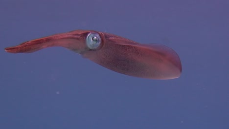 reef squid swimming