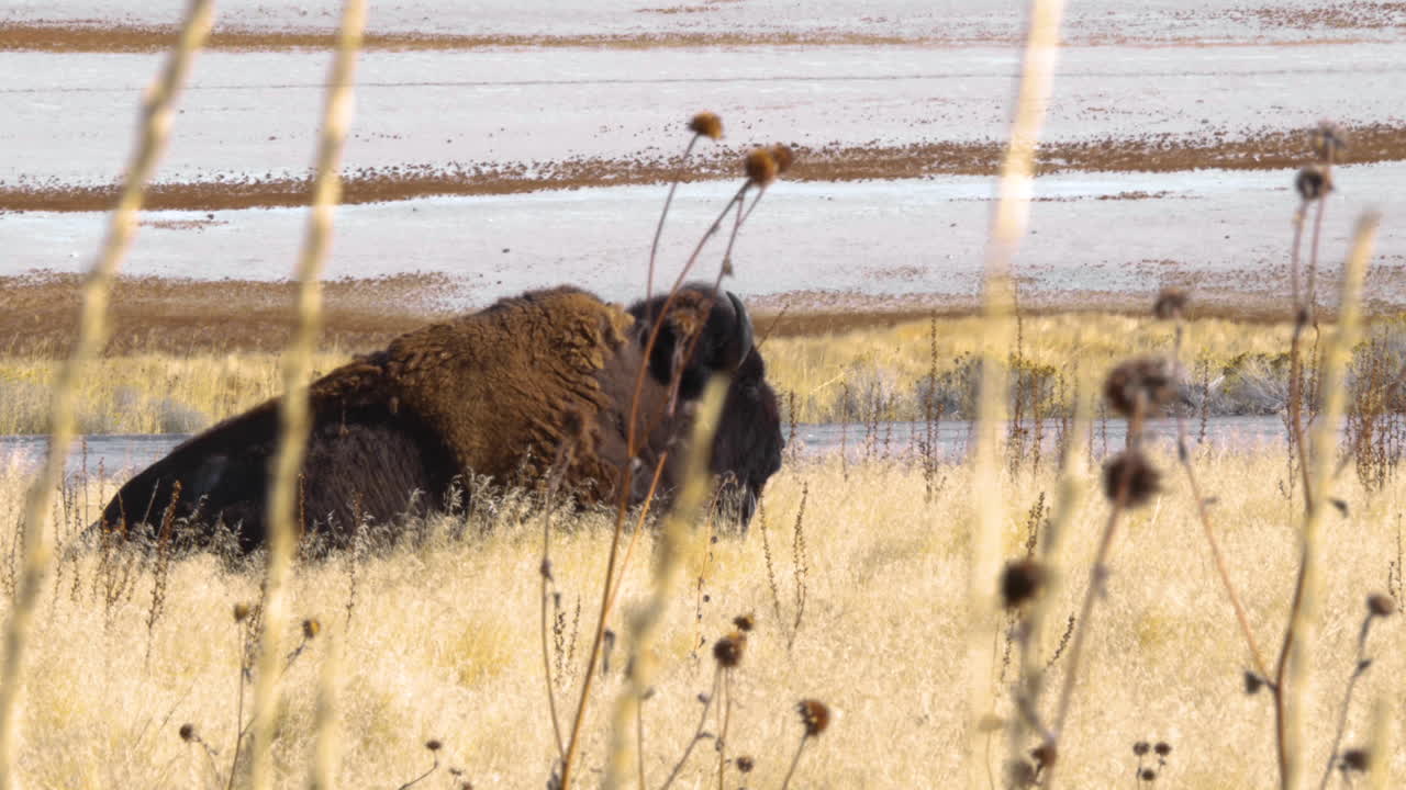 un tiro a través de la hierba alta de un bisonte americano o un búfalo acostado y comiendo