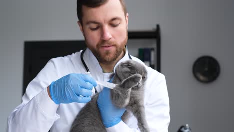 veterinarian examining a scottish fold cat
