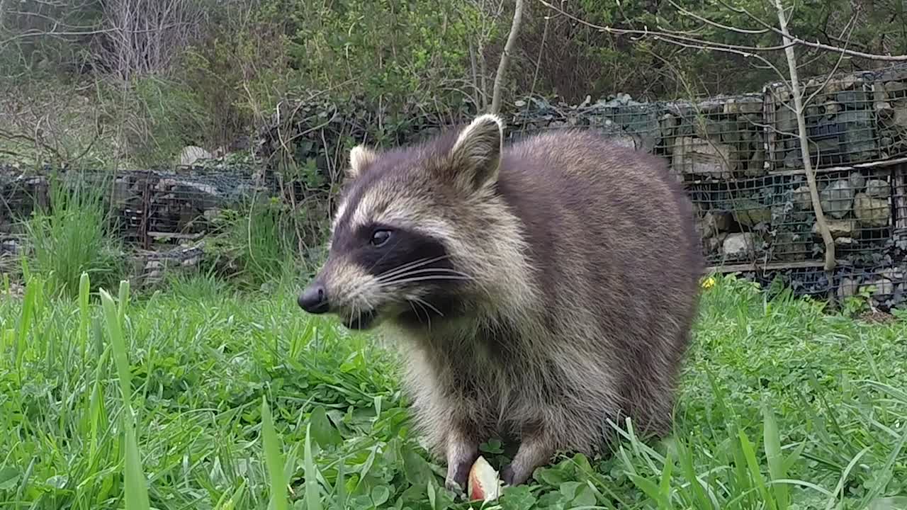 los amigos peludos pueden ser muy divertidos y entretenidos.