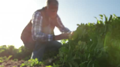 hombre maduro trabajando en una granja