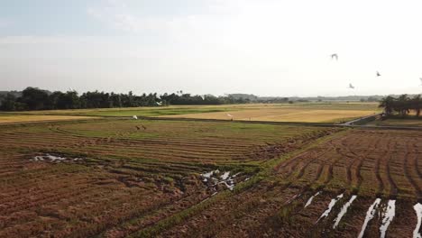 Aerial-view-tracking-white-egrets-fly-in-paddy-field-at-Kubang-Semang,-Penang.